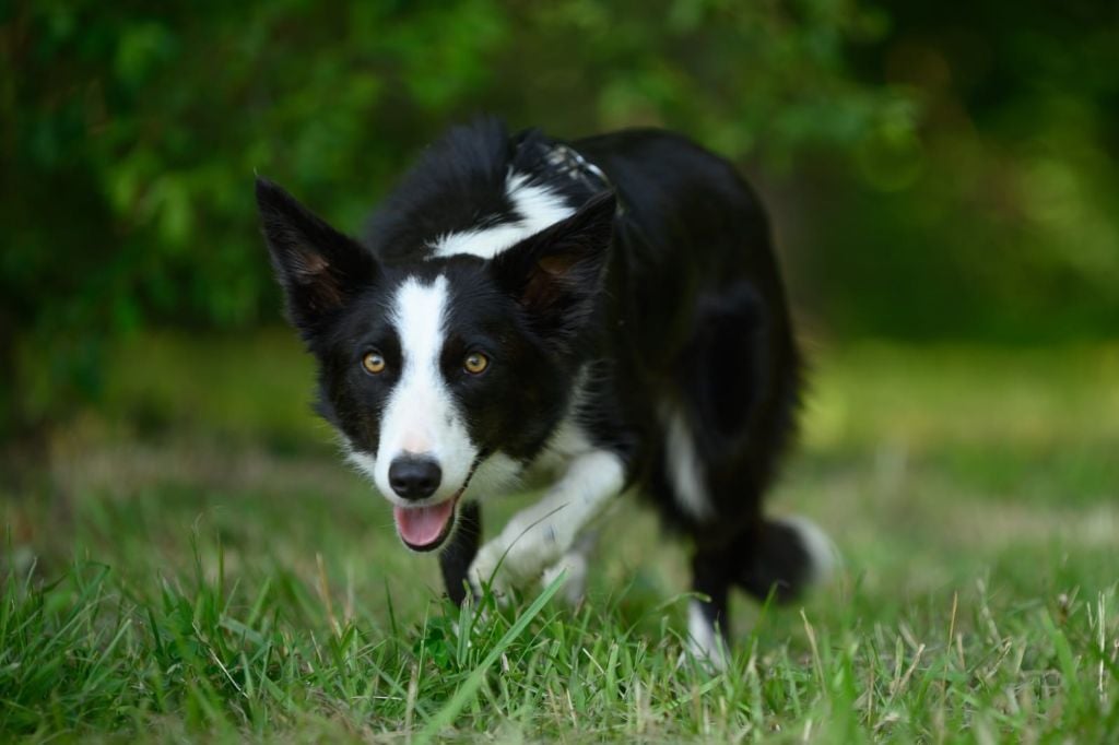 Les Border Collie de l'affixe   De La Forêt Des Celtes