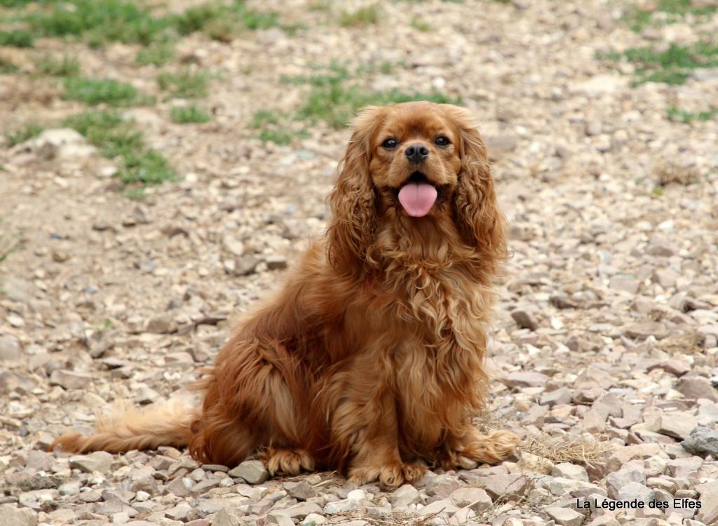 Les Cavalier King Charles Spaniel de l'affixe   de la légende des elfes