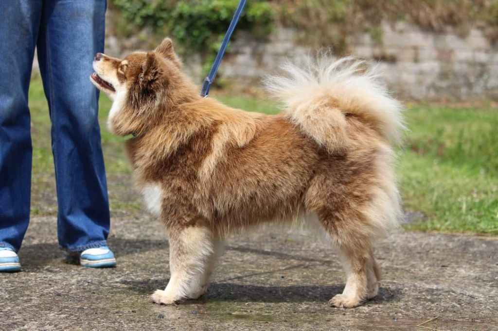 Les Chien finnois de Laponie de l'affixe   Des Jardins De Julie