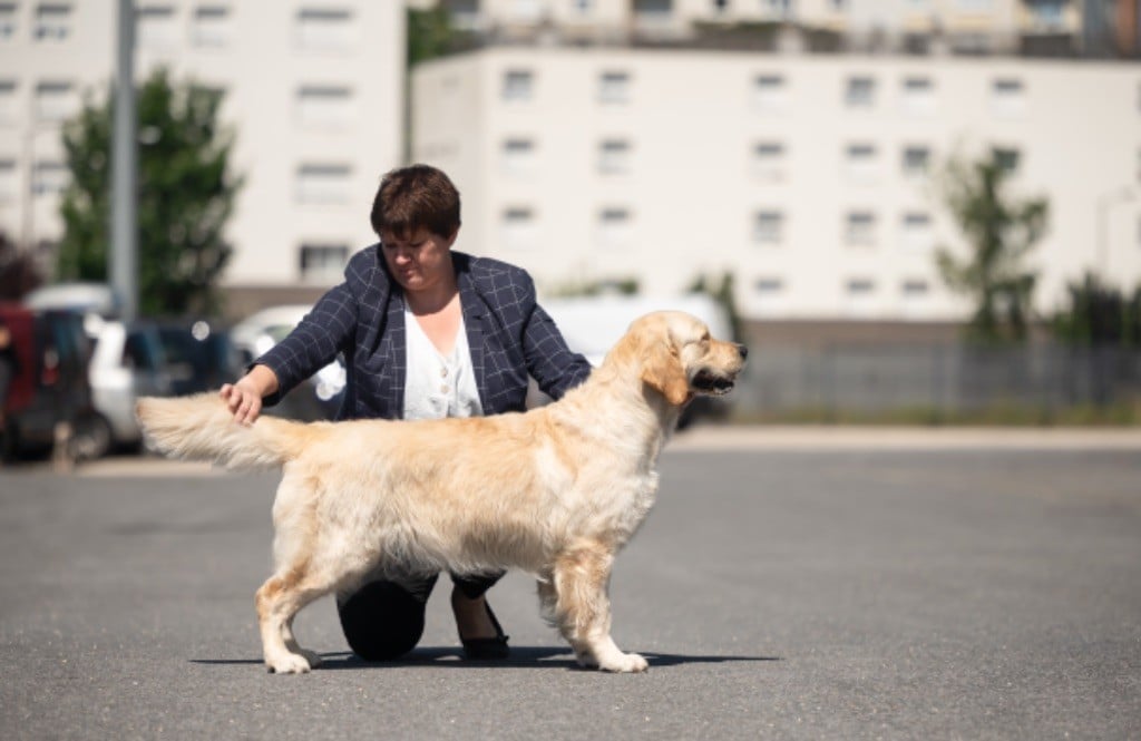 Les Golden Retriever de l'affixe   des plaines des Bruyères