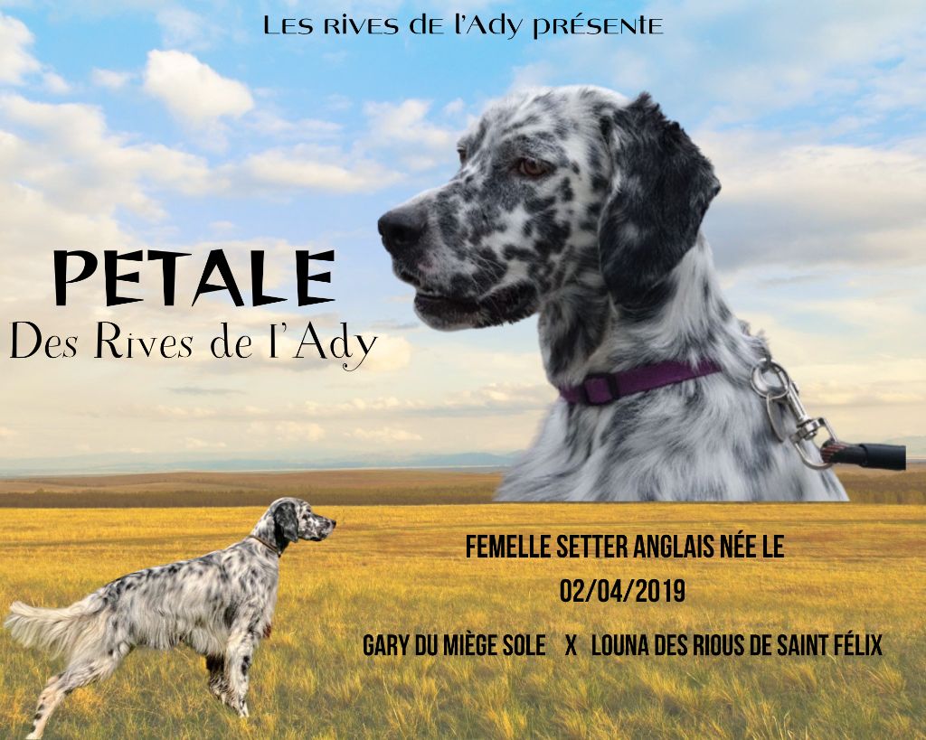 Les Setter Anglais de l'affixe   Des Rives De L'Ady