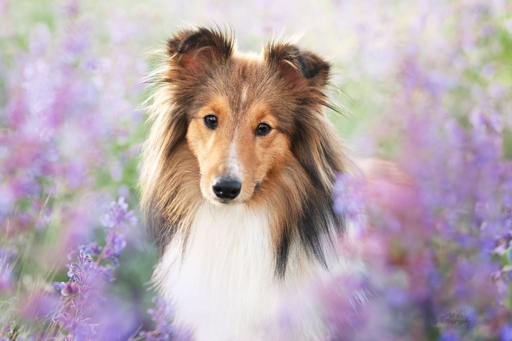 Les Shetland Sheepdog de l'affixe   Kyubi Sheperds