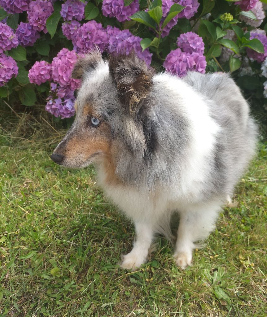 Les Shetland Sheepdog de l'affixe   de l'Aube des Hortensias