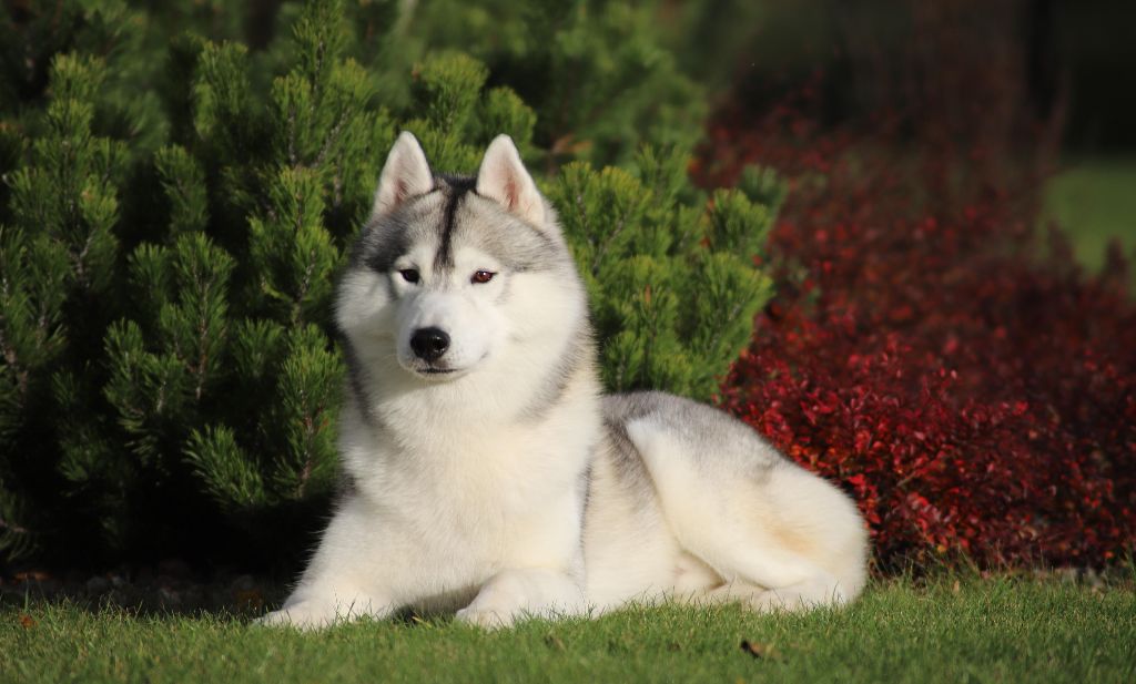 CH. Outstanding gentleman of Nordic Forest