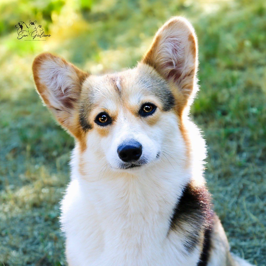 Les Welsh Corgi Pembroke de l'affixe   Di San Giuliano