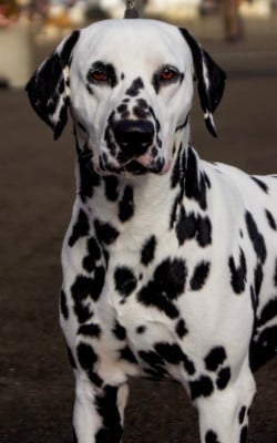 Valma's Signature Tango