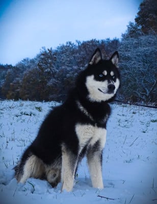 Vox Of Forest's Little Wolf