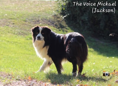 The voice mickael du Domaine D'Arinella Bianca