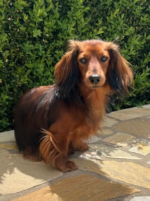 https://chiens-de-france.com/photo/chiens/2024_07/tn200/TN200_2026050218233569f6250750b59.jpg