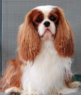 CH. darden cavaliers Maison