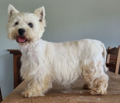 https://chiens-de-france.com/photo/chiens/2024_07/tn200/TN200_chiens-West-Highland-White-Terrier-ea52b2d7-91d9-4314-4100-6d5da843467b_min.jpg