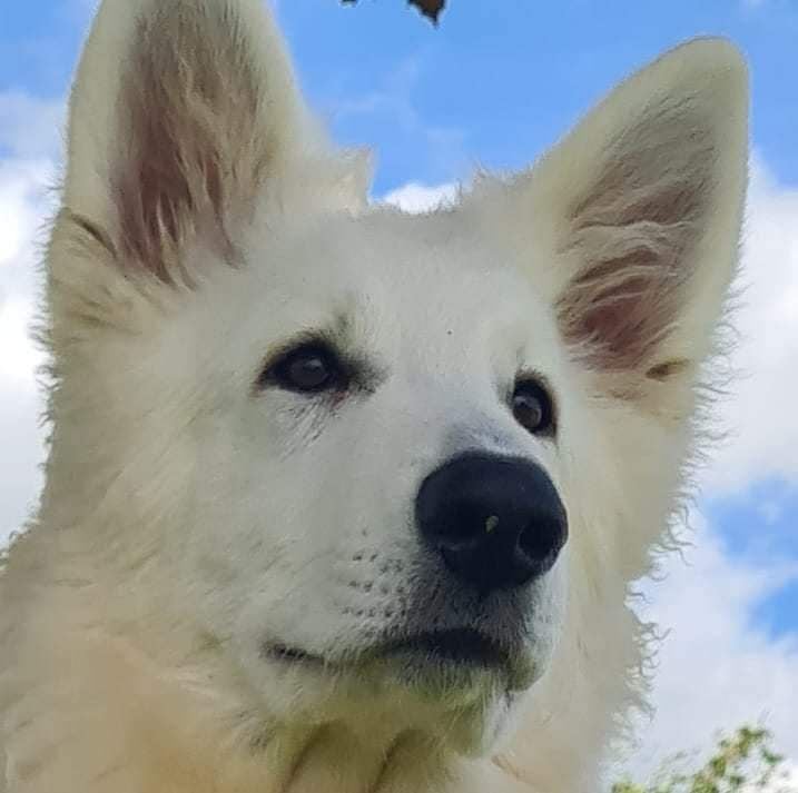 Unique wolf ofworld brenin  du Flo des Roses