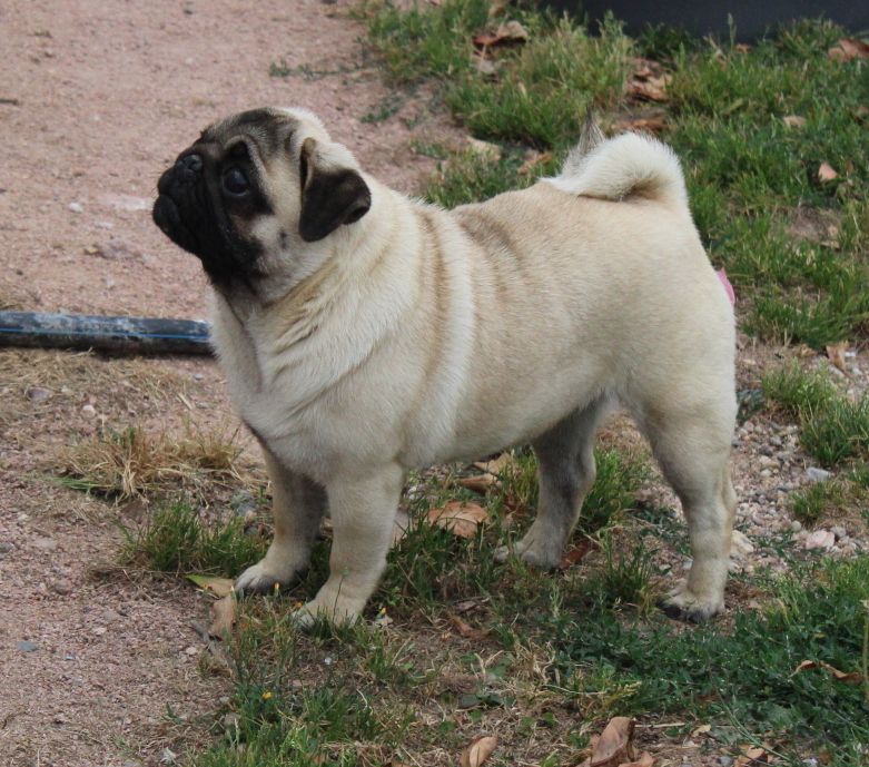 Tootsie du berger de la vallée des géants