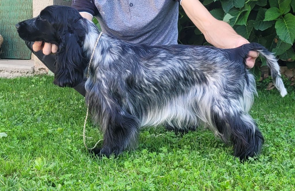 Les Cocker Spaniel Anglais de l'affixe   de la Légende d'Asgot 