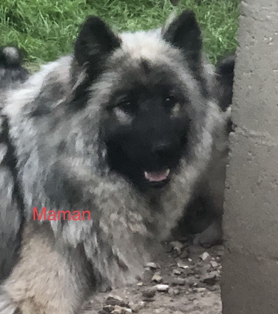 Les Eurasier de l'affixe   Du val de la durdent