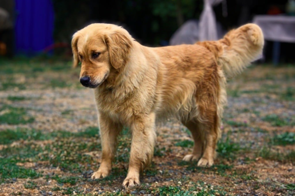 Tessa De La Vallée Des Golden D'Or