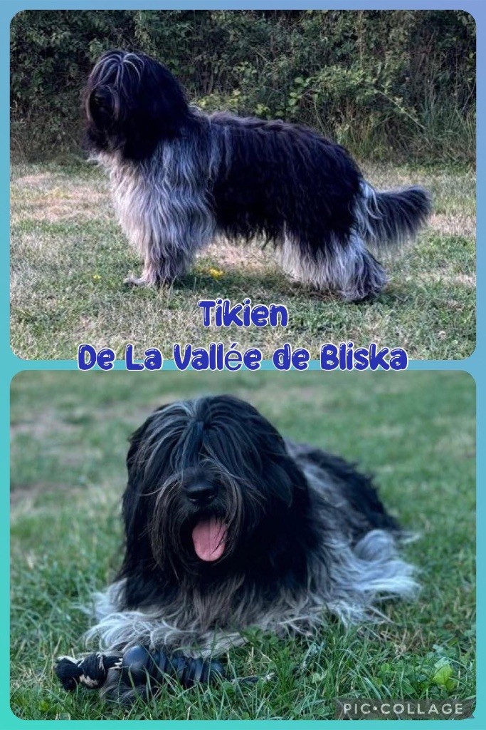 Tikien De La Vallee De Blyska