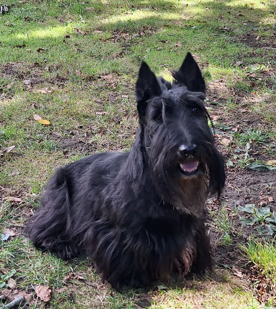 Les Scottish Terrier de l'affixe   Walescot- kinloch