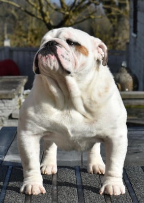 Krysbull Vincenzo detheops dorwood