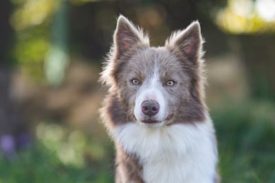 Lithium murphy (Sans Affixe)