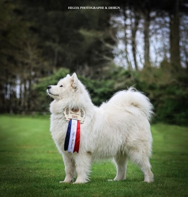 https://chiens-de-france.com/photo/chiens/2024_08/tn200/TN200_20260120113427696f5a33bc9cb.jpg