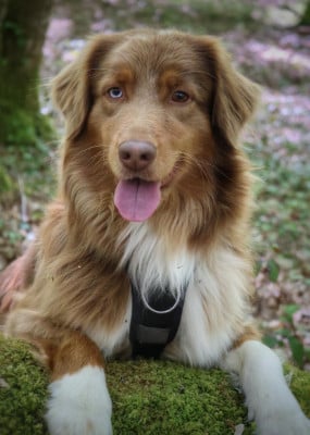 https://chiens-de-france.com/photo/chiens/2024_08/tn200/TN200_2026040618133469d3dbae13654.jpg