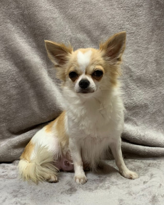 https://chiens-de-france.com/photo/chiens/2024_08/tn200/TN200_202605111948456a02167d0de0f.jpg