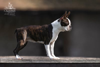 https://chiens-de-france.com/photo/chiens/2024_08/tn200/TN200_202605201841086a0de424a3b40.jpg