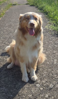 https://chiens-de-france.com/photo/chiens/2024_08/tn200/TN200_202605252325596a14be67628a4.jpg