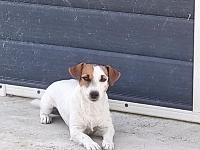 https://chiens-de-france.com/photo/chiens/2024_08/tn200/TN200_202606091128226a27dcb6d6403.jpg