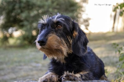 https://chiens-de-france.com/photo/chiens/2024_08/tn200/TN200_202606240113056a3b1301b5c6e.jpg