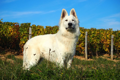 Roc'h ar hon Du Mont De S?ne