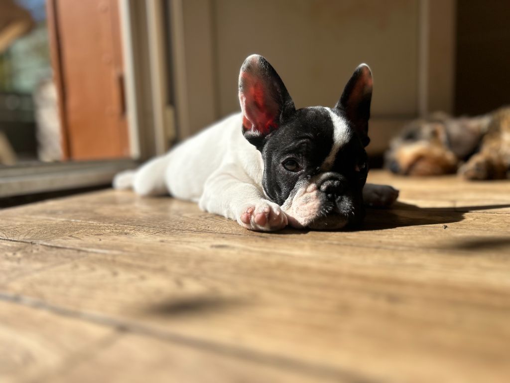 Les Bouledogue français de l'affixe   Des Neiges Du Printemps