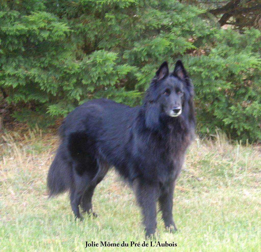 Jolie môme dite jade du pré de l'aubois