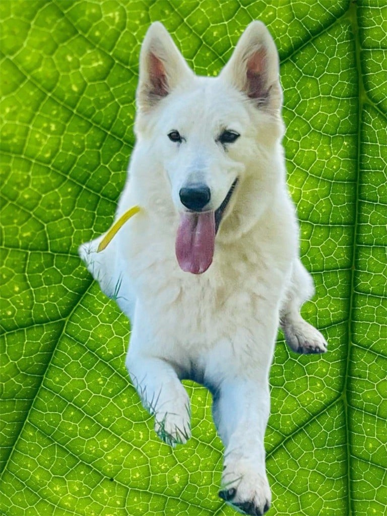 Louna du Domaine de Criska