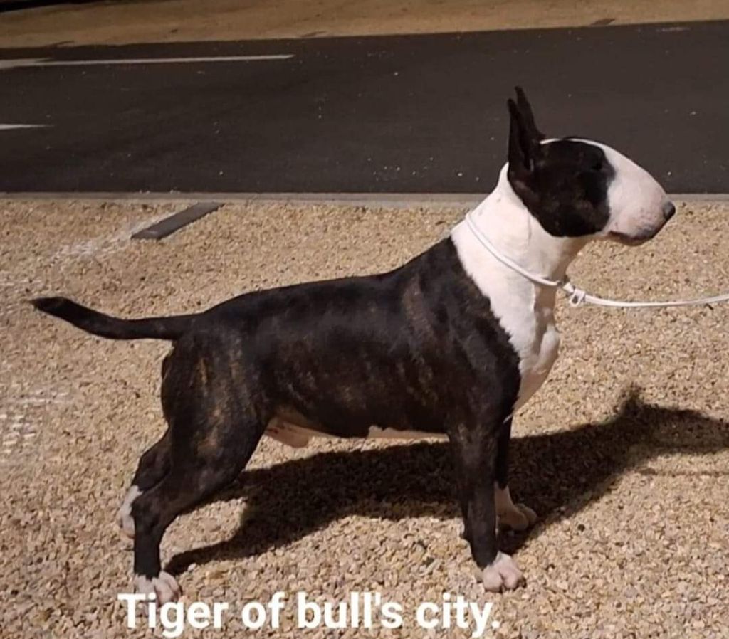 CH. Tiger of Bull's city