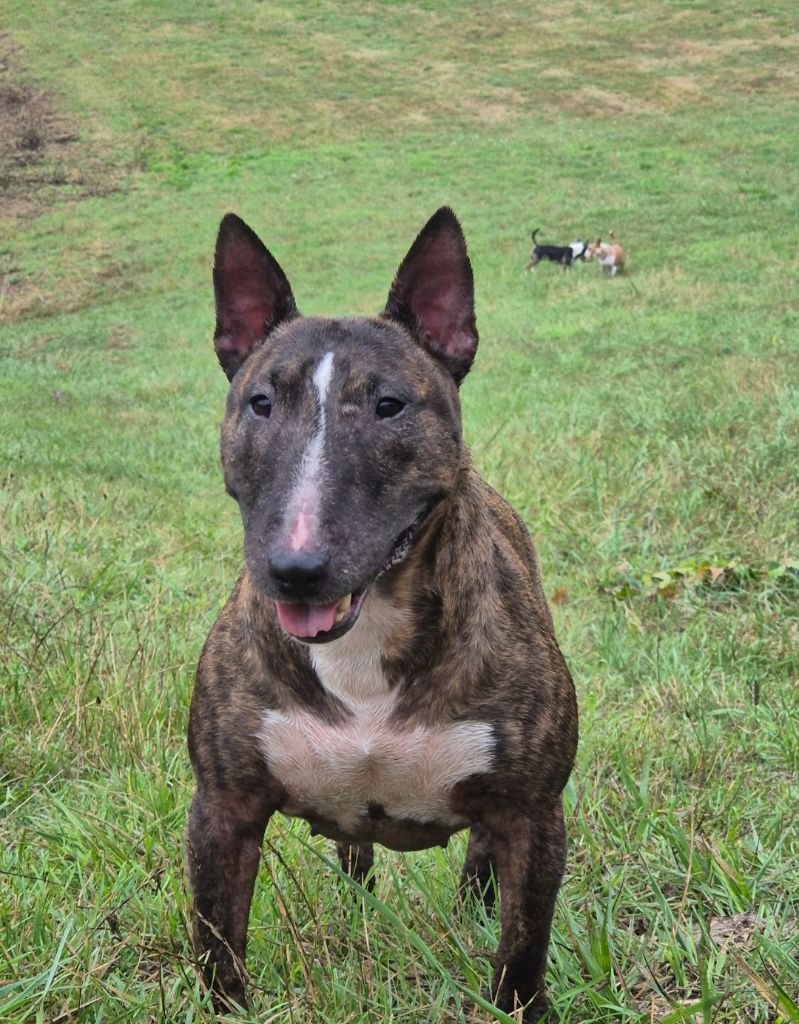 general.Les Bull Terrier Miniature general.delaffixe  De L'Eternel De Gaya 