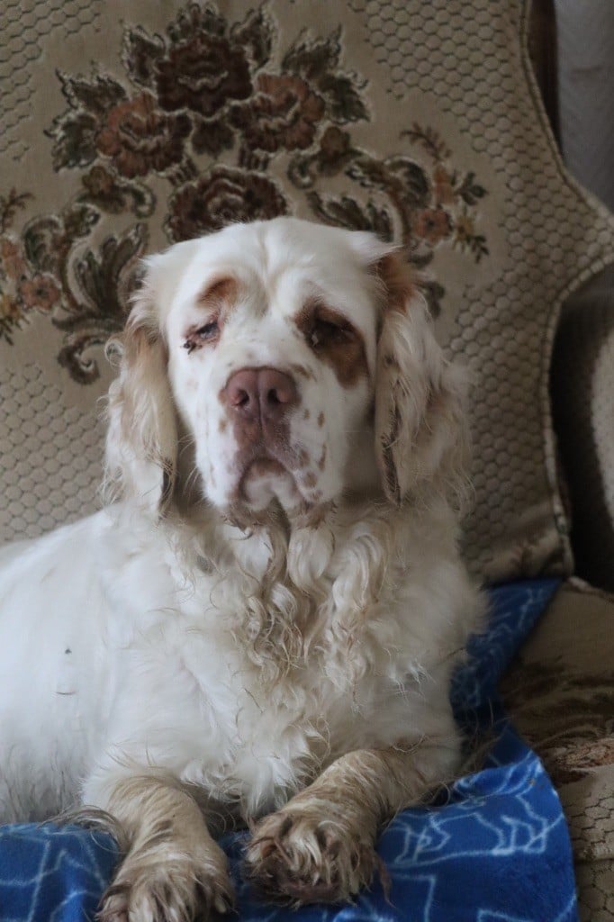 Les Clumber Spaniel de l'affixe   Mind Bossea's