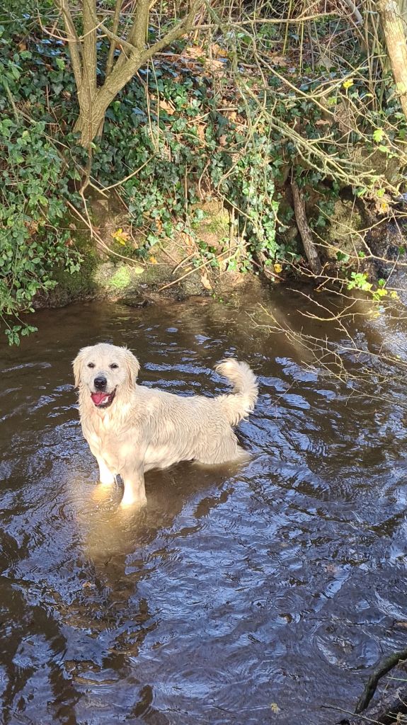 Les Golden Retriever de l'affixe   de la Vallée Des Ki Saout