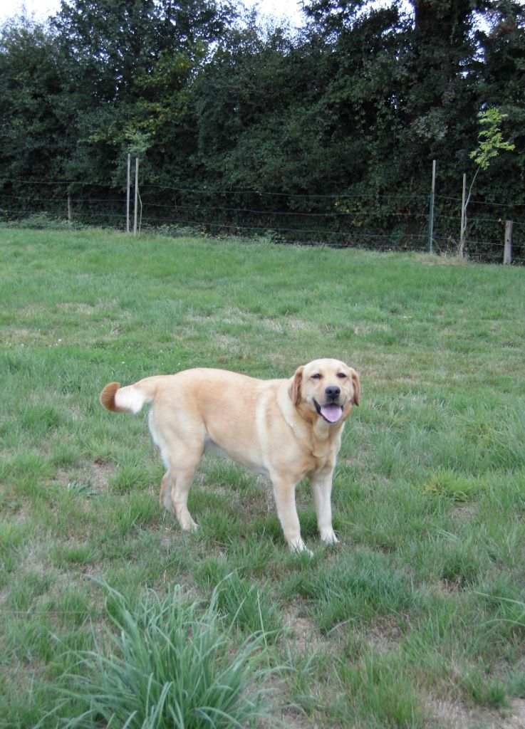 Les Labrador Retriever de l'affixe   De L'harmonie Du Bonheur