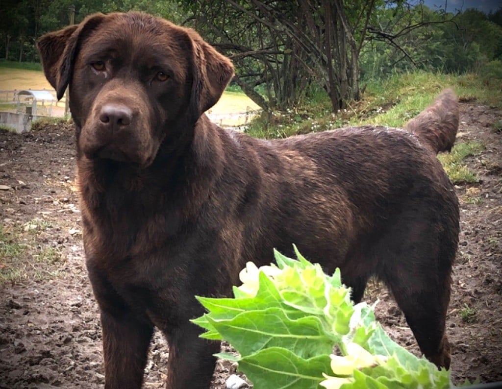 Les Labrador Retriever de l'affixe   By Champs'Or