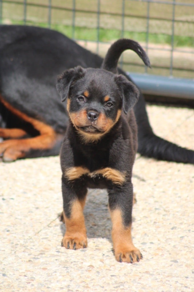 Les Rottweiler de l'affixe   Du Domaine Des Démons Bretons