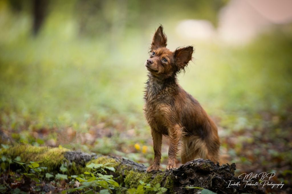 Les Russkiy Toy (Petit Chien Russe) de l'affixe   Des Terres De La Bayolle