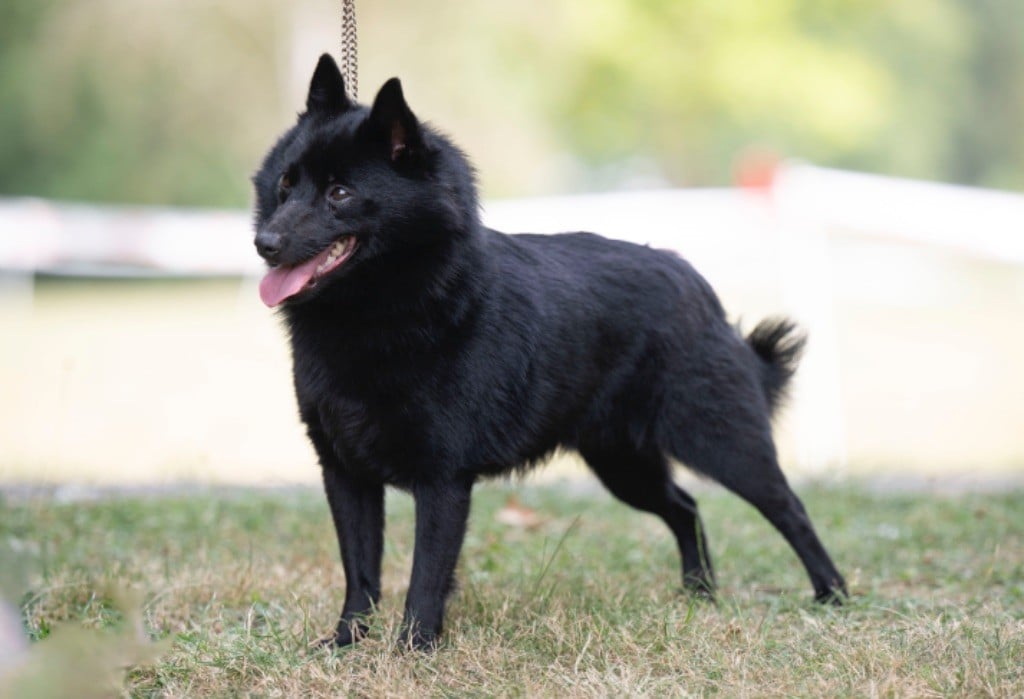 Les Schipperke de l'affixe   Du Domaine Des Ponts Romains