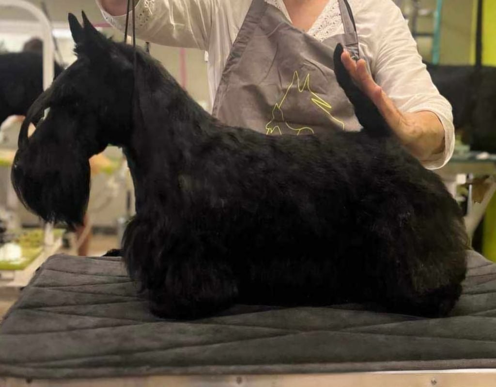 Les Scottish Terrier de l'affixe   De La Twenty Century Fox