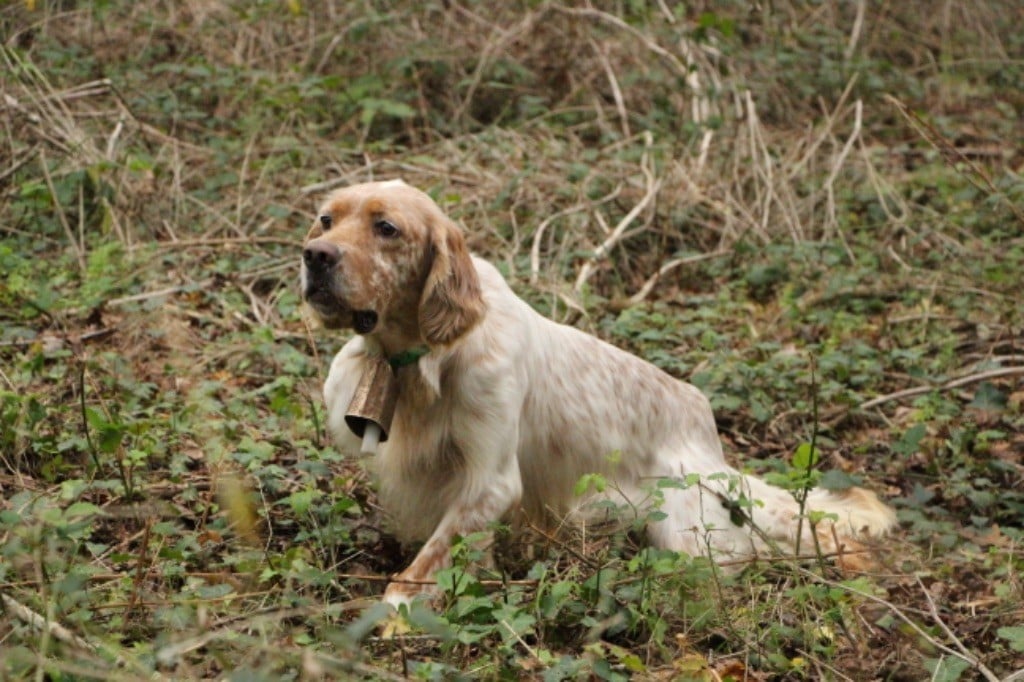 Les Setter Anglais de l'affixe   Des Plaines De Berloch