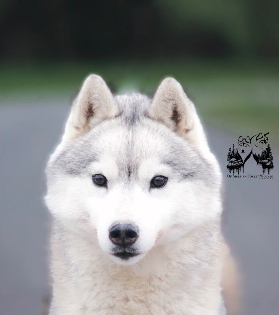 Thrills me Of Siberian Forest Wolves