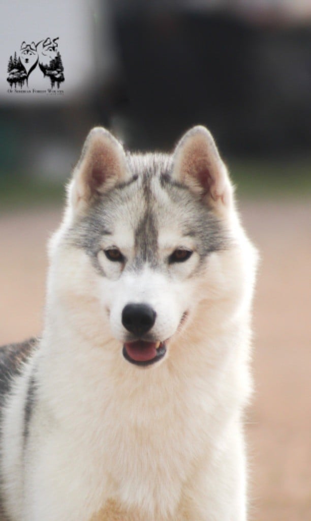 Unicorn-s magic kiss Of Siberian Forest Wolves