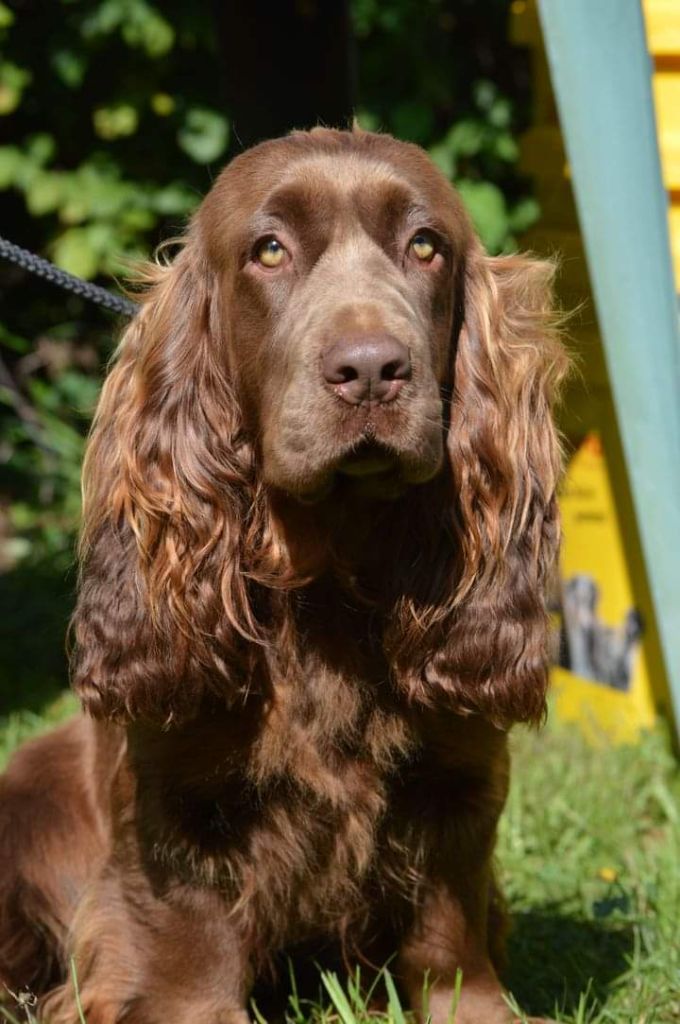 Les Sussex Spaniel de l'affixe   Breizh Hillig