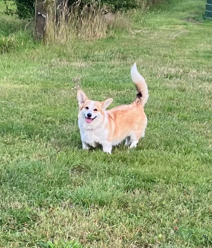 Les Welsh Corgi Pembroke de l'affixe   Du Domaine Brunemont